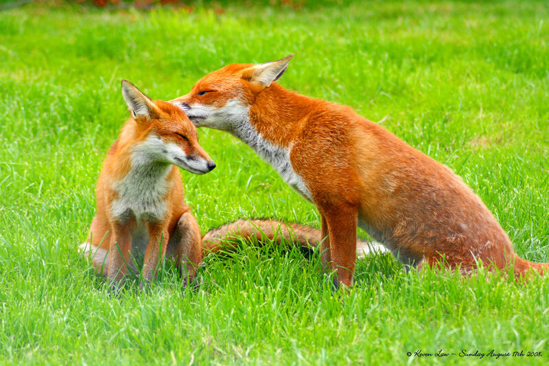 Two Foxes in Grass — Green, Peaceful, Summer