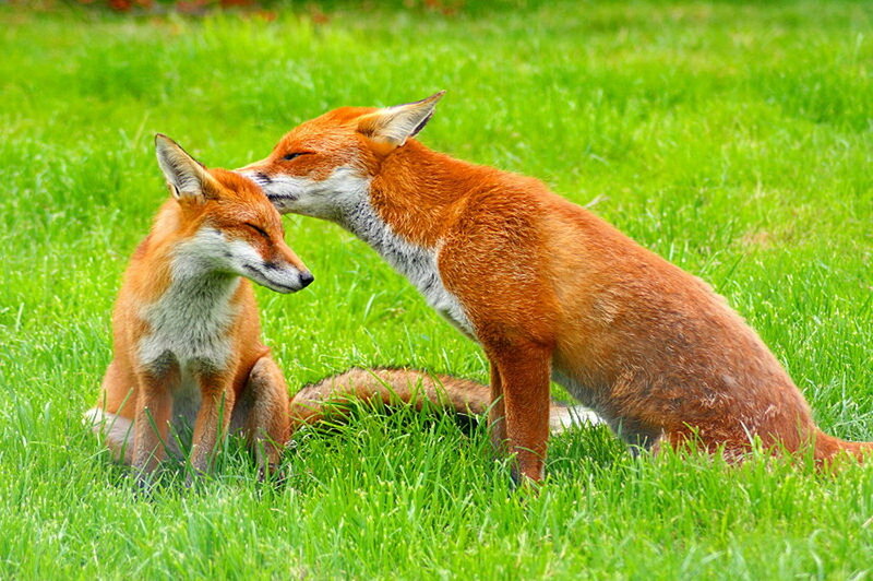 Two Foxes in Grass — Green