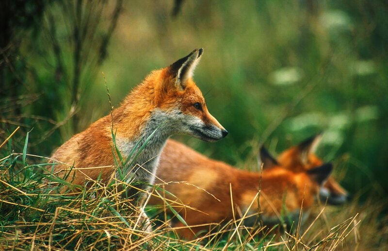 Two foxes in grass