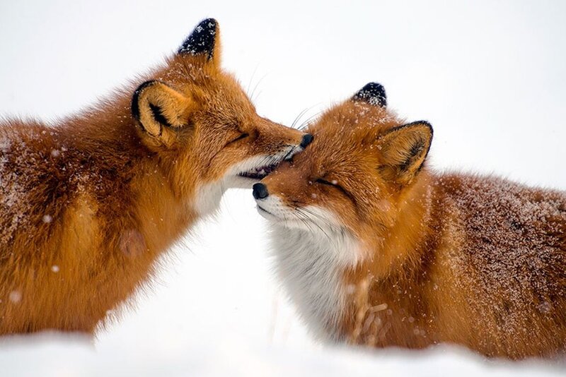 Two Foxes in Snow — Orange