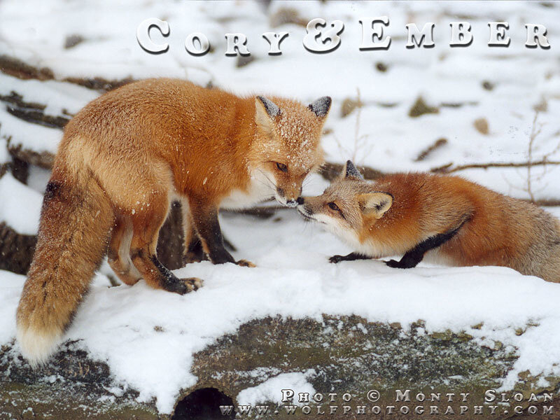 Two Foxes in Snow