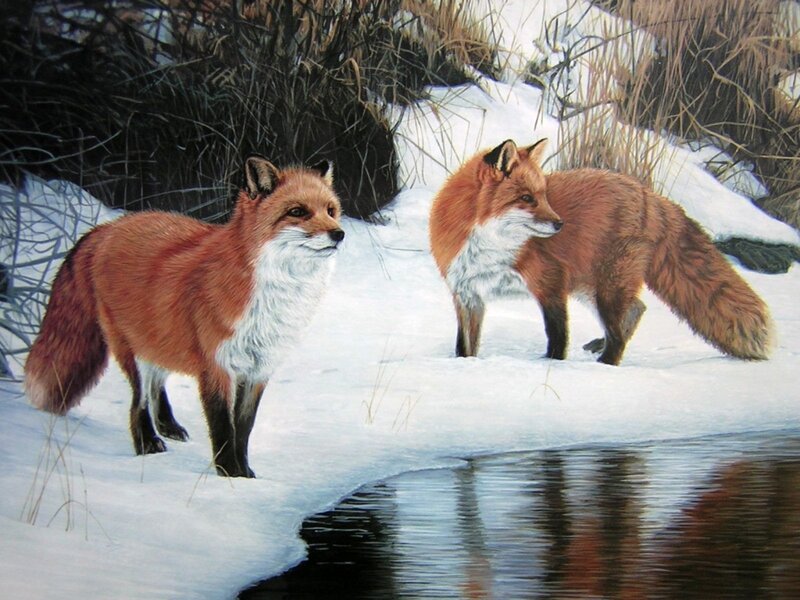 Two Foxes in Snow — White, Calm