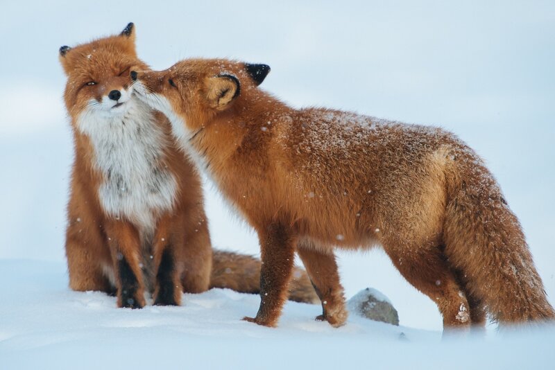 Two Foxes in Snow — White, Calm, Winter, Photograph