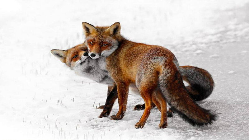 Two Foxes in Snow — White, Calm, Winter