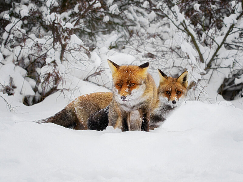 Two Foxes in Snow — White
