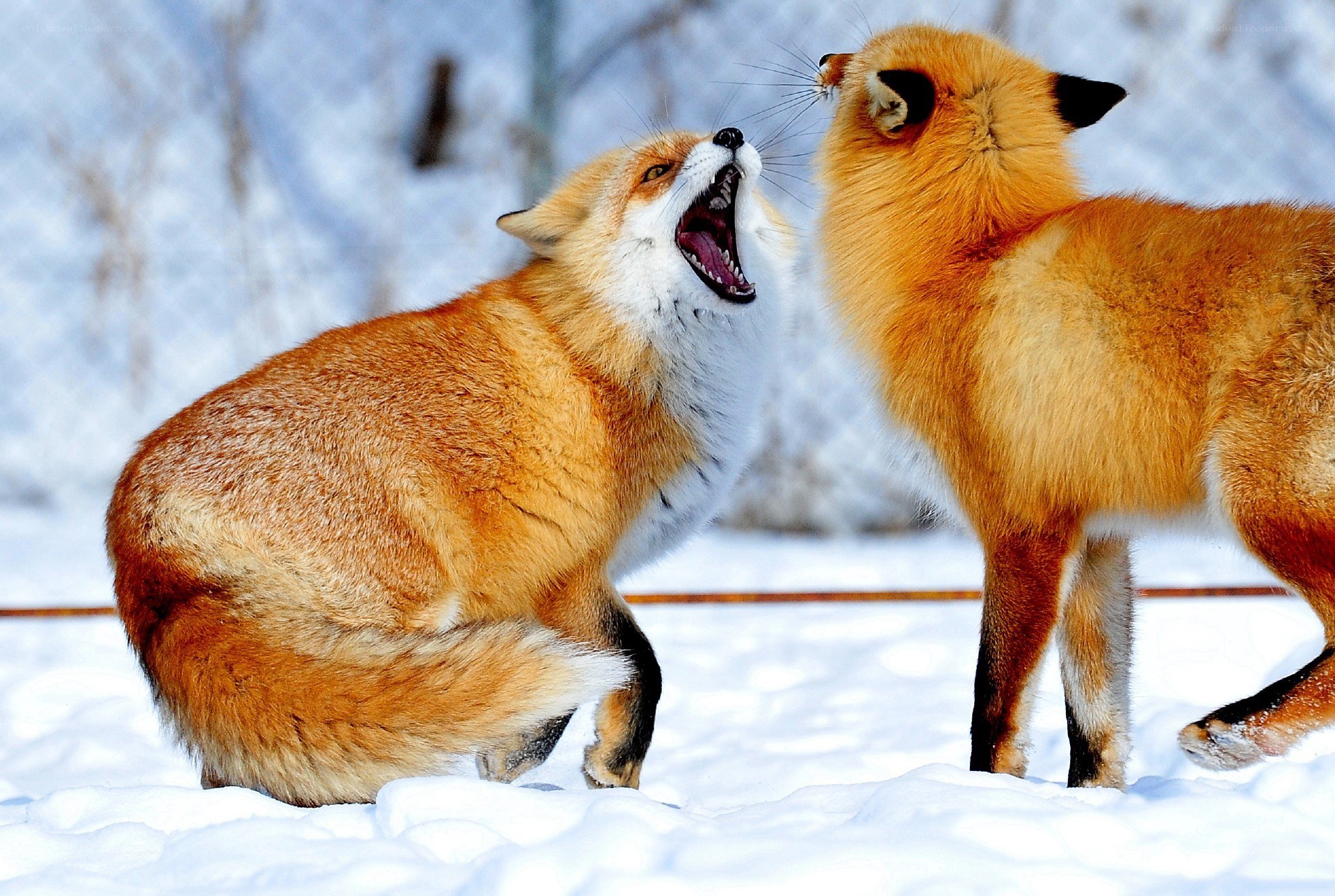 Two foxes in snowy fight