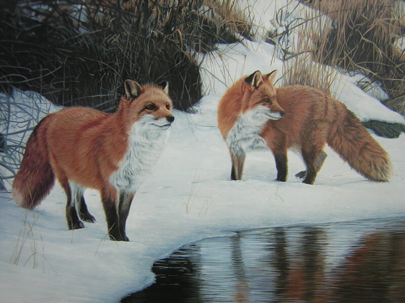 Two foxes in snowy landscape