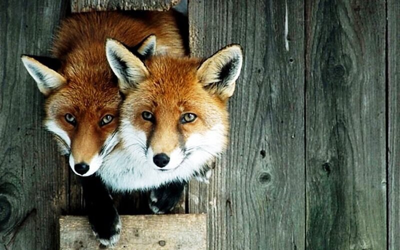 Two Foxes in Wooden Structure — Brown