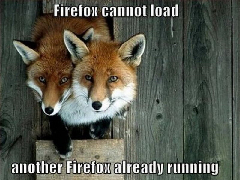 Two Foxes in Wooden Structure