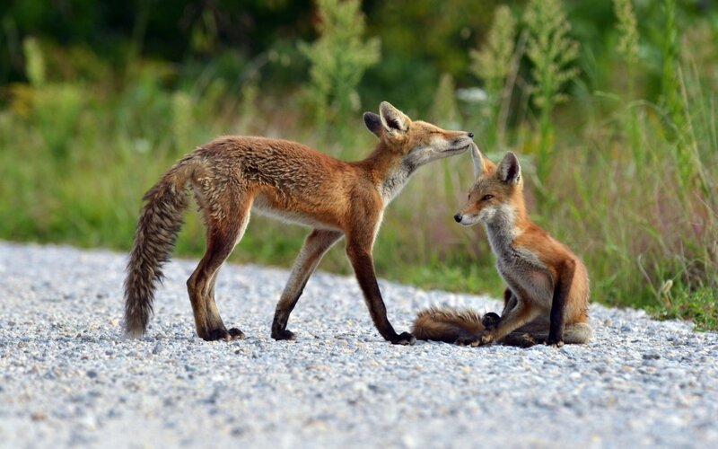 Two foxes interacting on a path