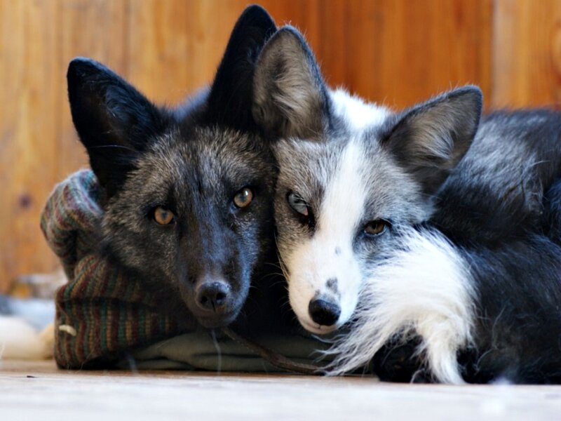 Two Foxes Lying Together