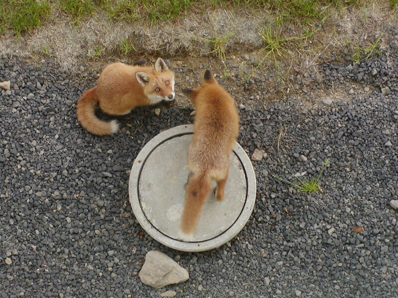Two foxes near a manhole cover