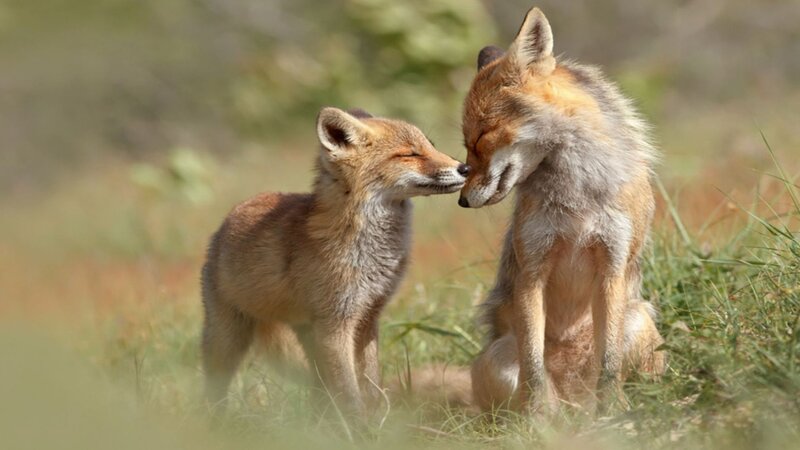 Two Foxes Nuzzling — Brown, Peaceful