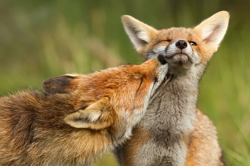 Two Foxes Nuzzling — Brown