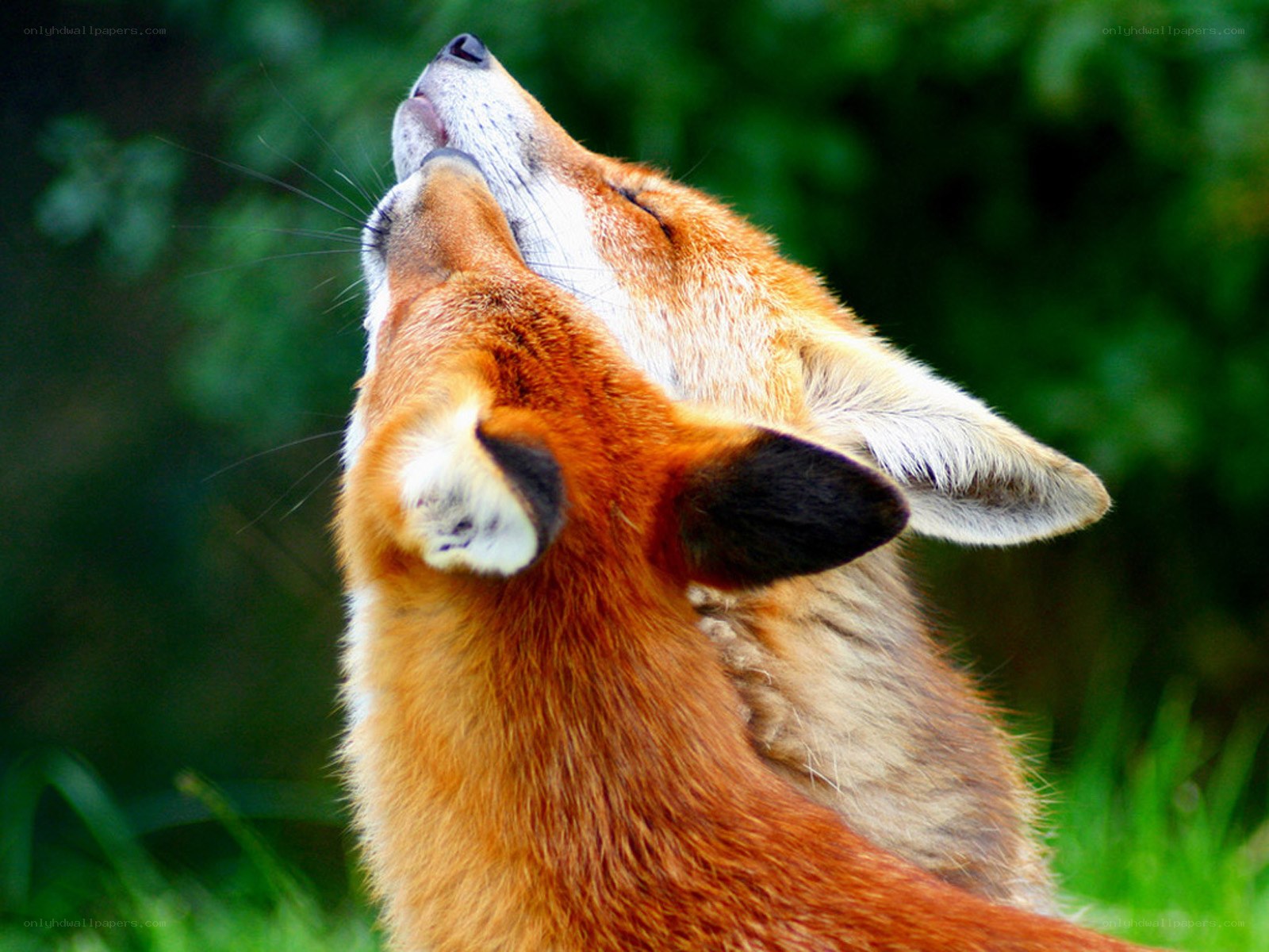 Two foxes nuzzling in nature