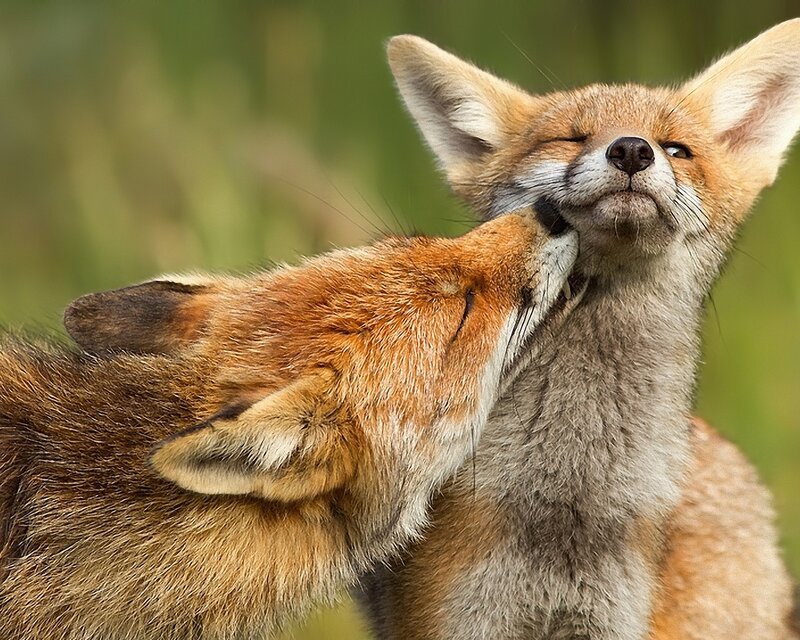 Two Foxes Nuzzling — Orange, Affectionate, Photograph