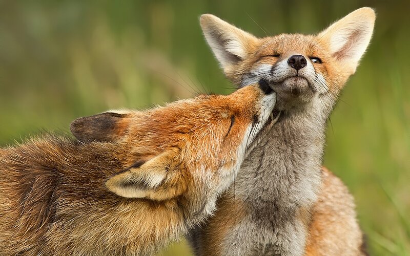 Two Foxes Nuzzling — Orange, Affectionate