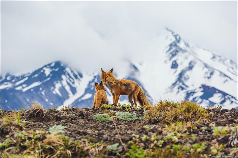 Two Foxes on a Hill