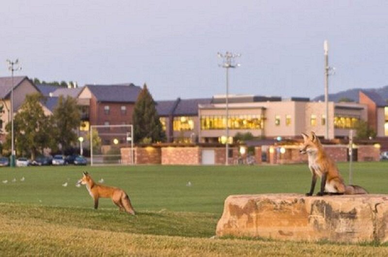 Two Foxes on Field