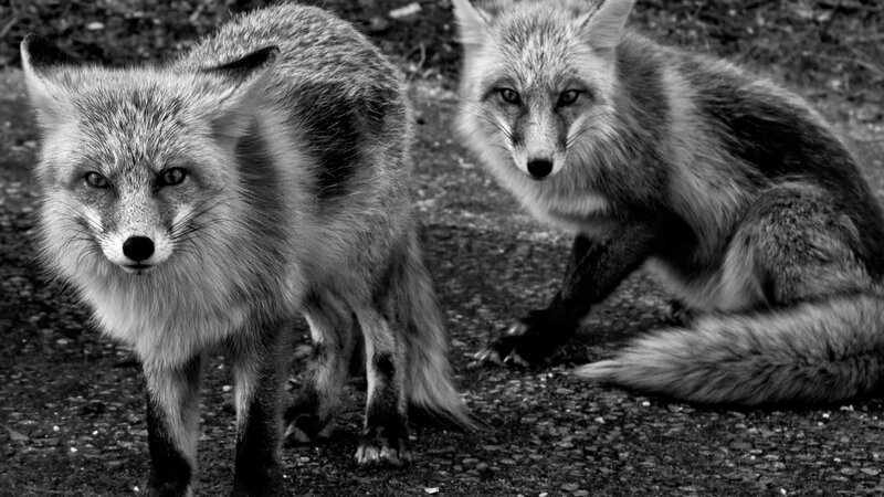 Two Foxes on Ground — Black, Alert