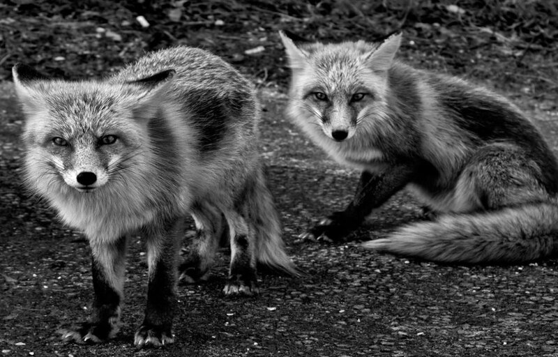 Two Foxes on Ground — Black