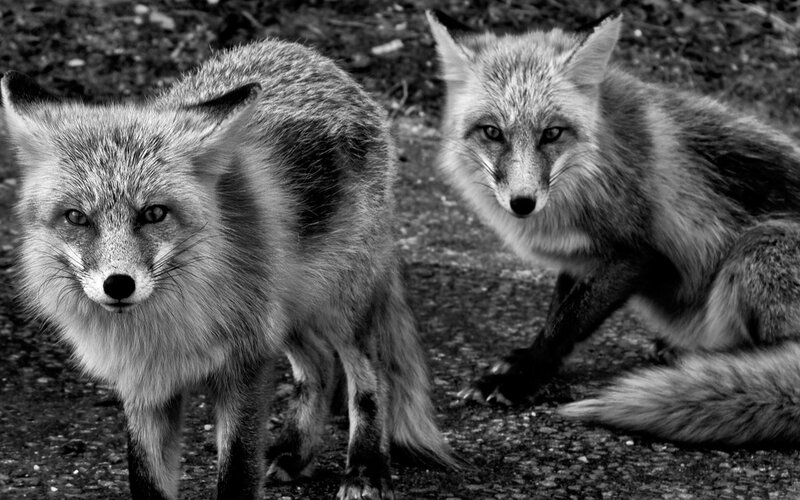 Two Foxes on Ground