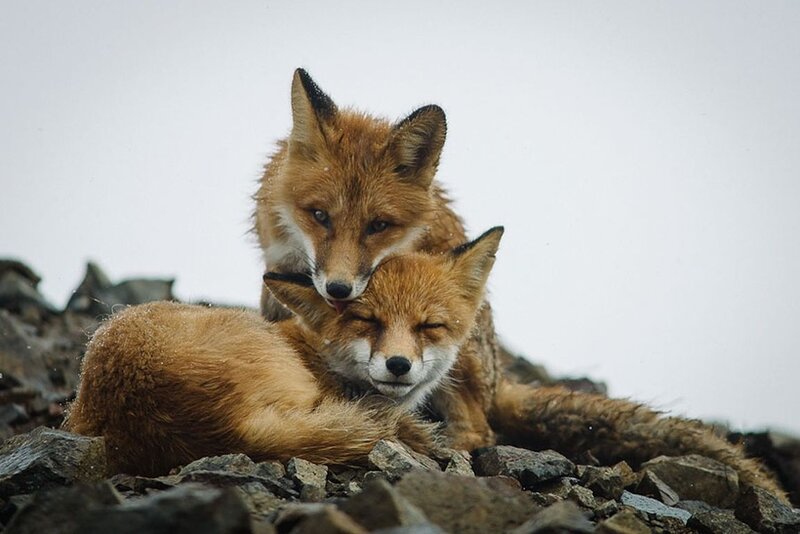 Two Foxes on Rocks