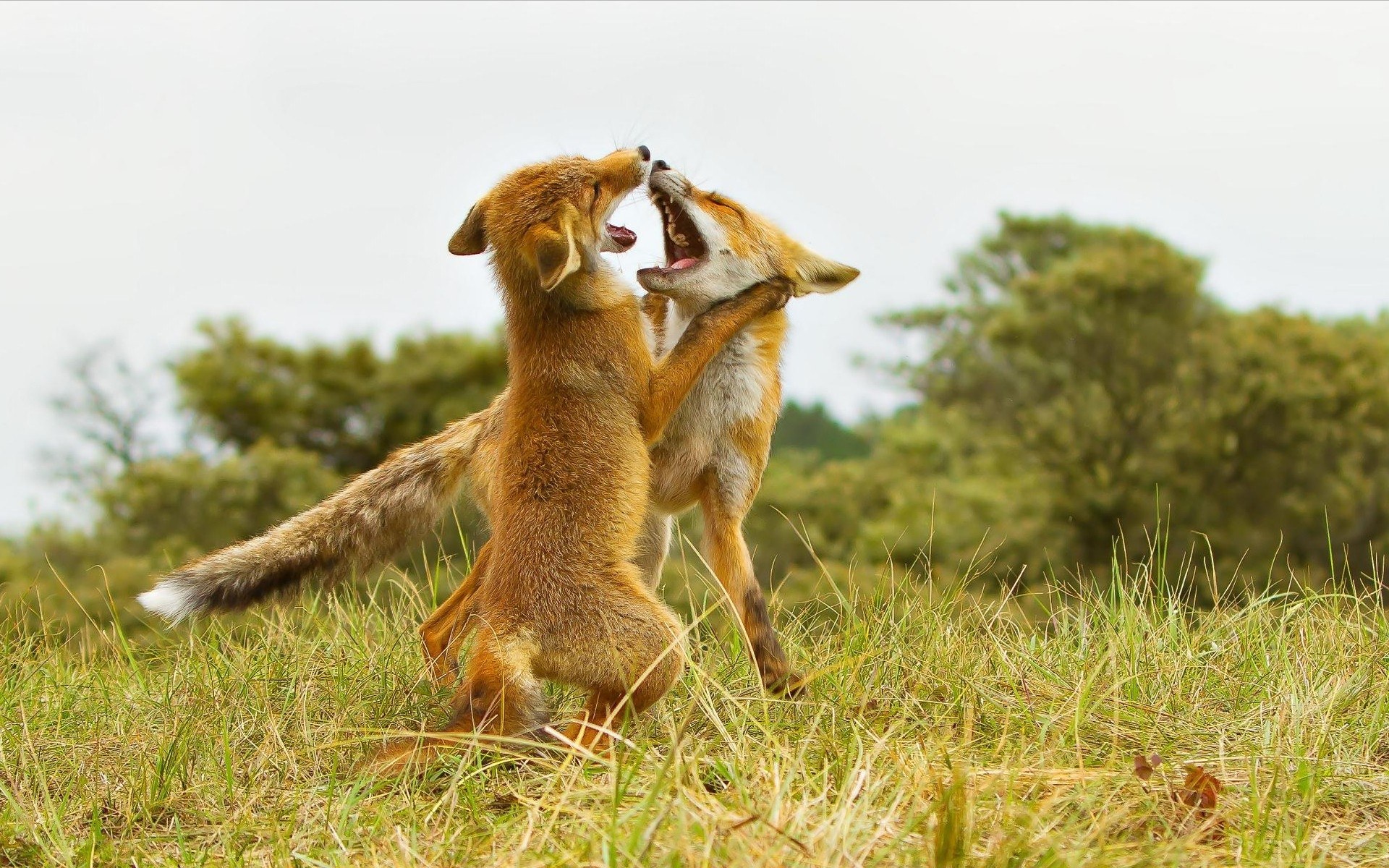 Two foxes play-fighting