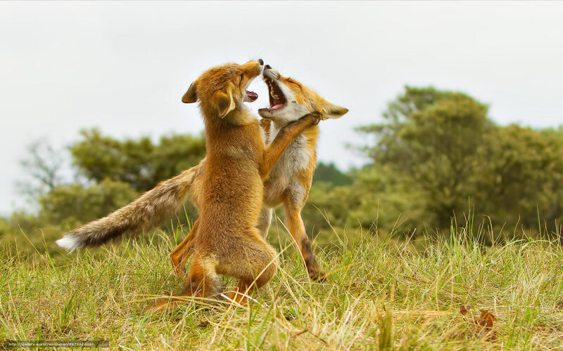 Two foxes playing in a field