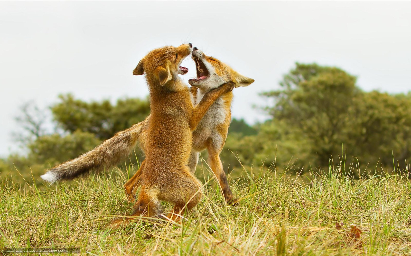 Two foxes playing in a field