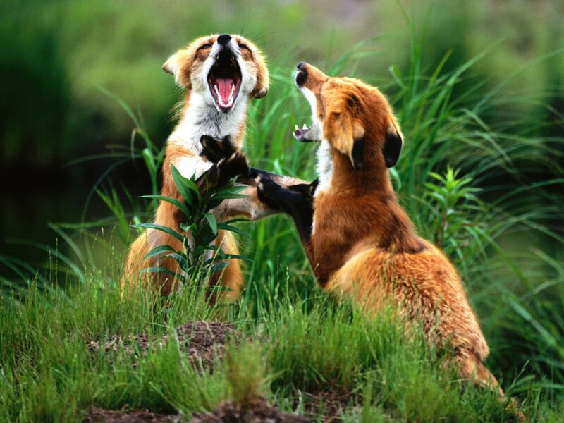 Two foxes playing in grass