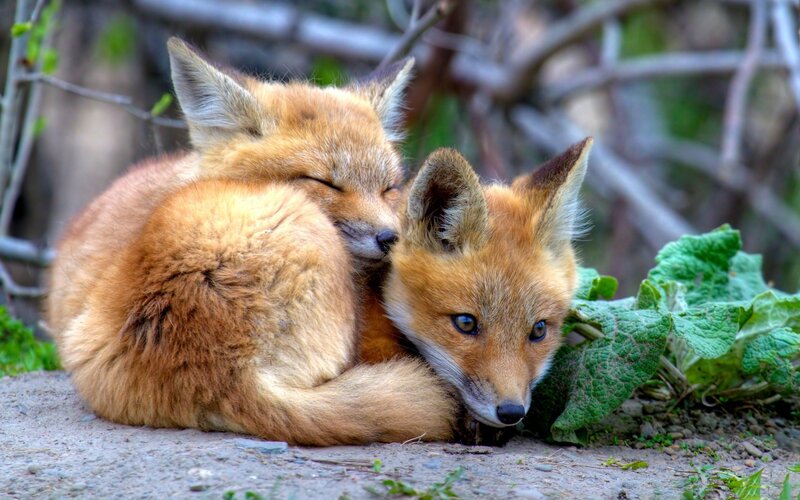 Two foxes resting together