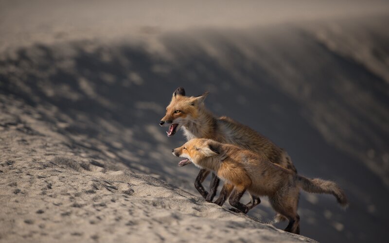 Two Foxes Running — Brown