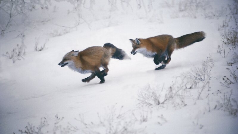 Two Foxes Running — White