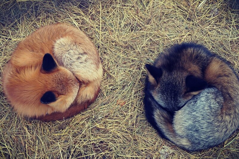 Two Foxes Sleeping