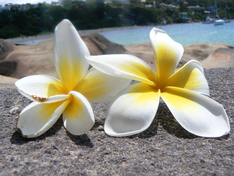 Two Frangipani Flowers