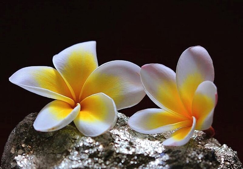 Two Frangipani Flowers — White