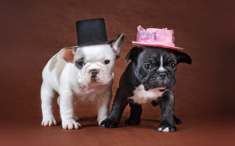 Two French Bulldog Puppies — Brown