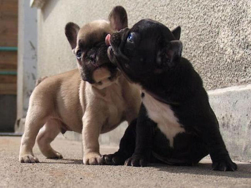 Two French Bulldog Puppies