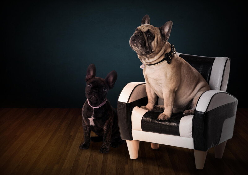 Two French Bulldogs — Black