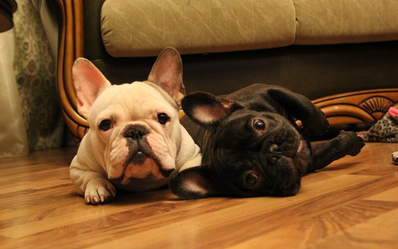 Two French Bulldogs — Brown