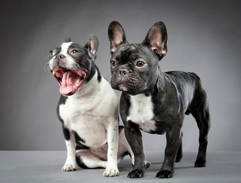 Two French Bulldogs — Gray