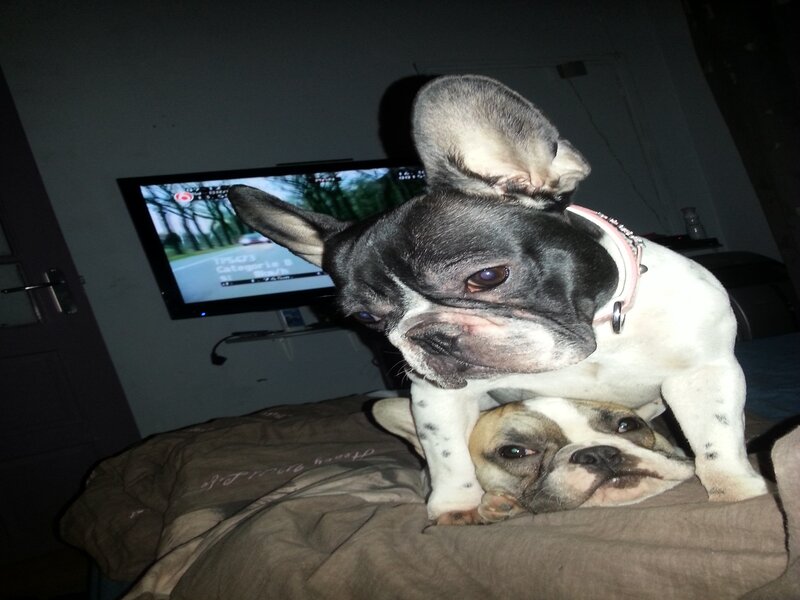 Two French Bulldogs on Bed