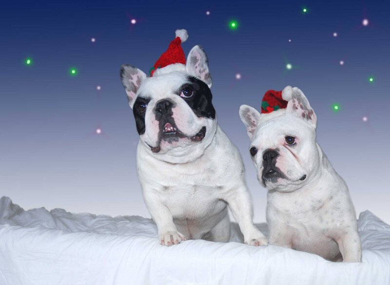 Two French Bulldogs