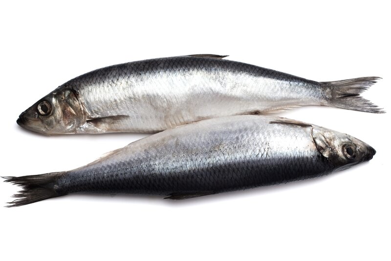 two fresh fish on white
