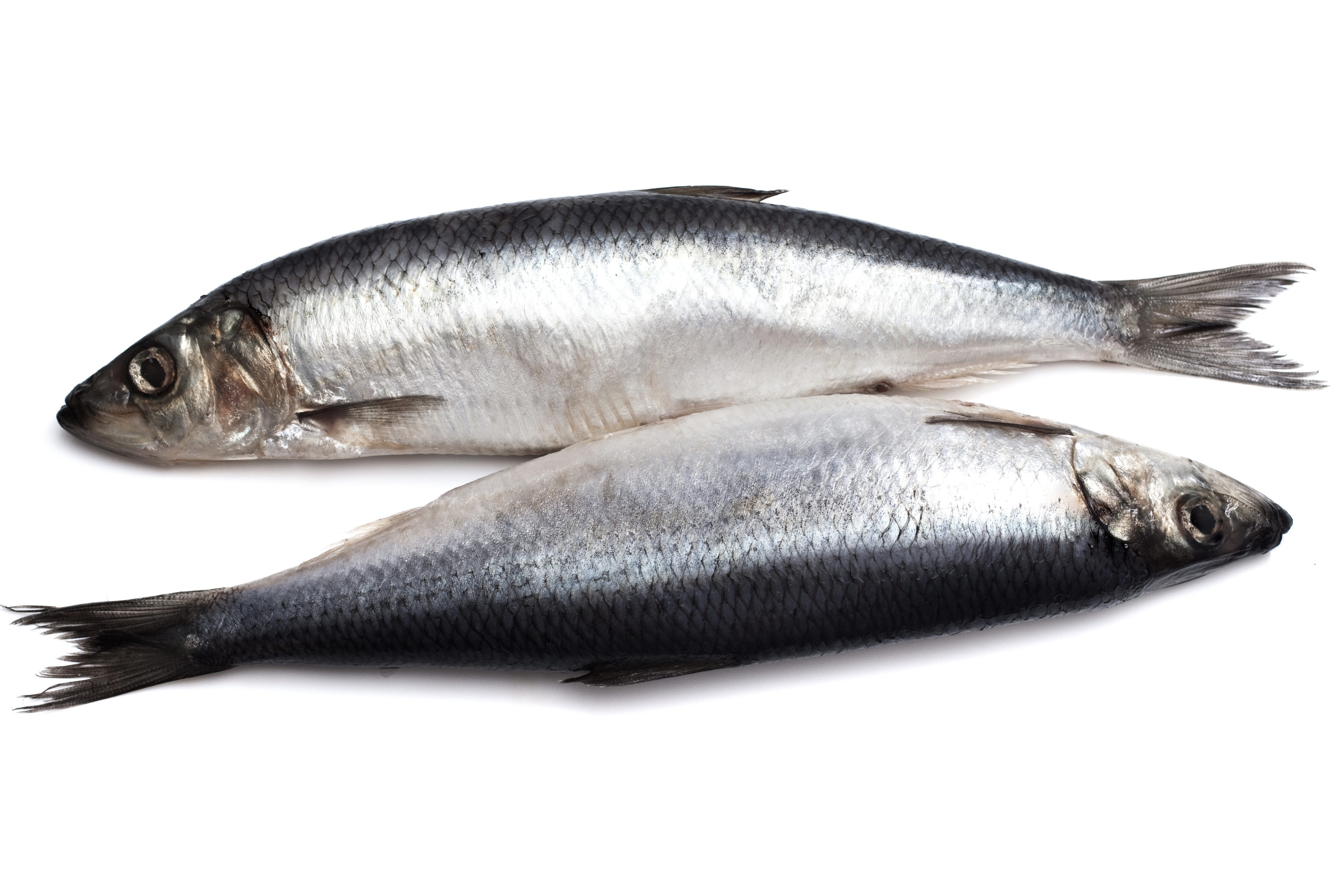 two fresh fish on white