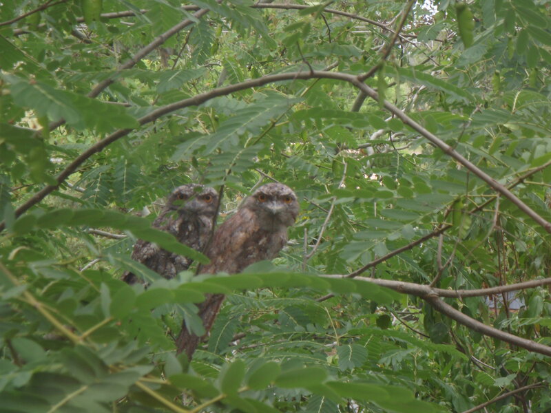 Two Frogmouth Birds