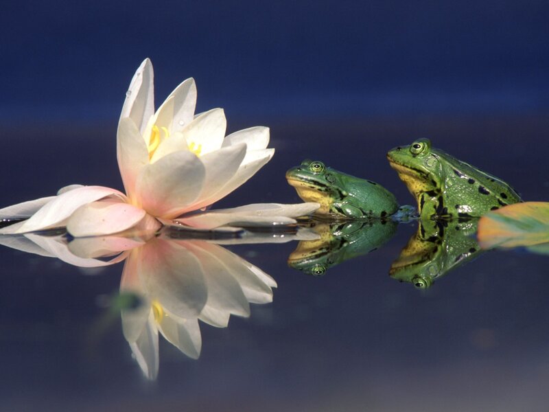 Two Frogs and a Water Lily — Green