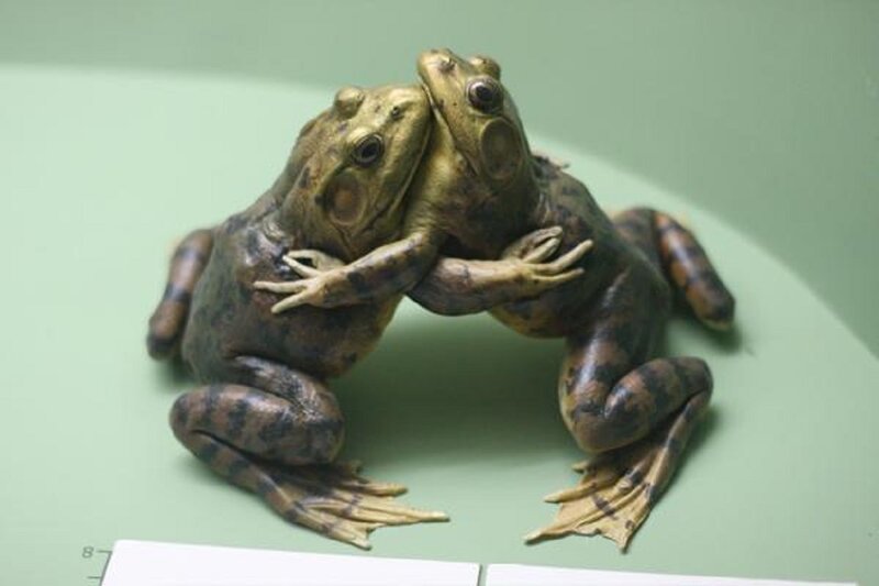Two Frogs Embracing