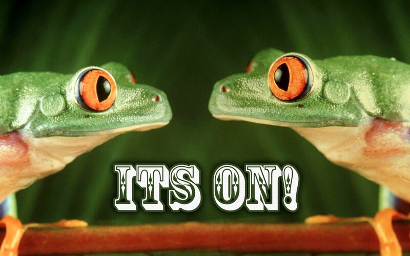 Two frogs facing each other